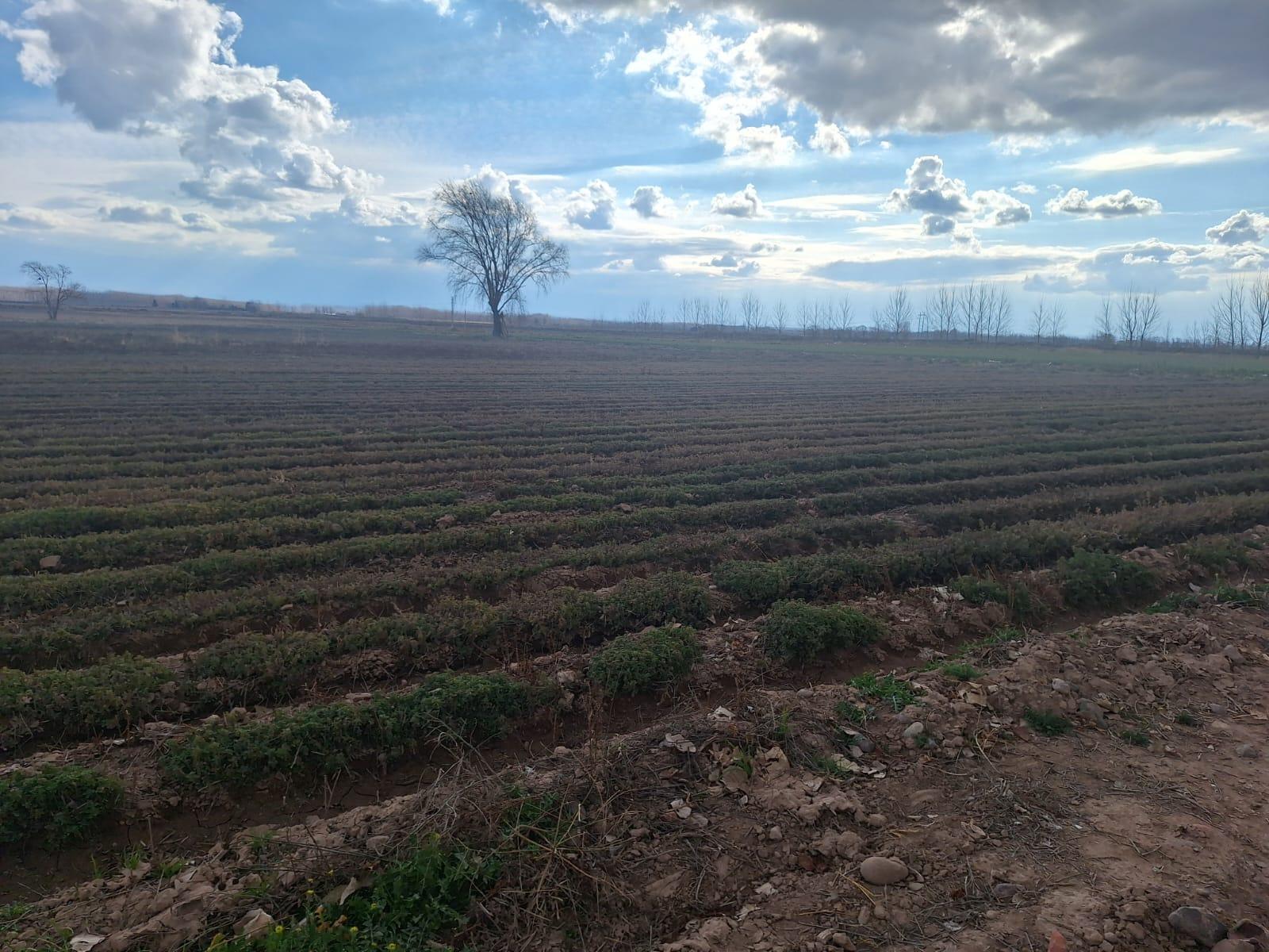 Finca en Venta en San Carlos, Mendoza