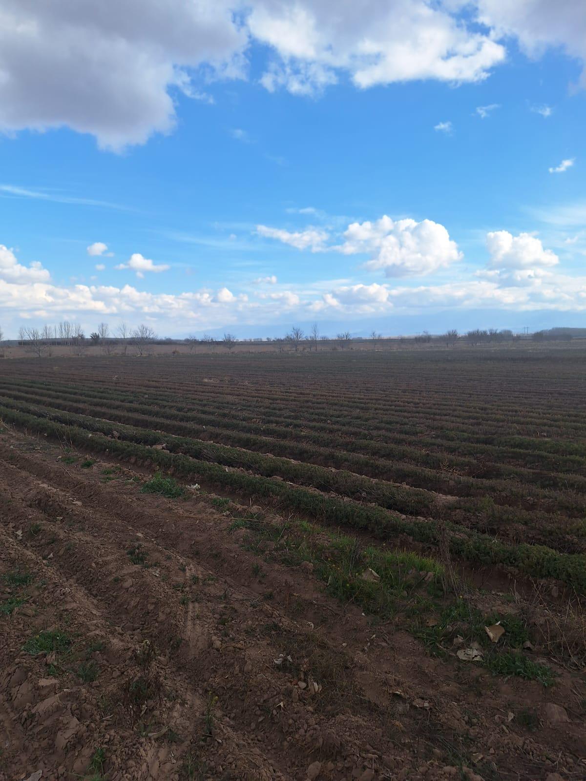 Finca en Venta en San Carlos, Mendoza