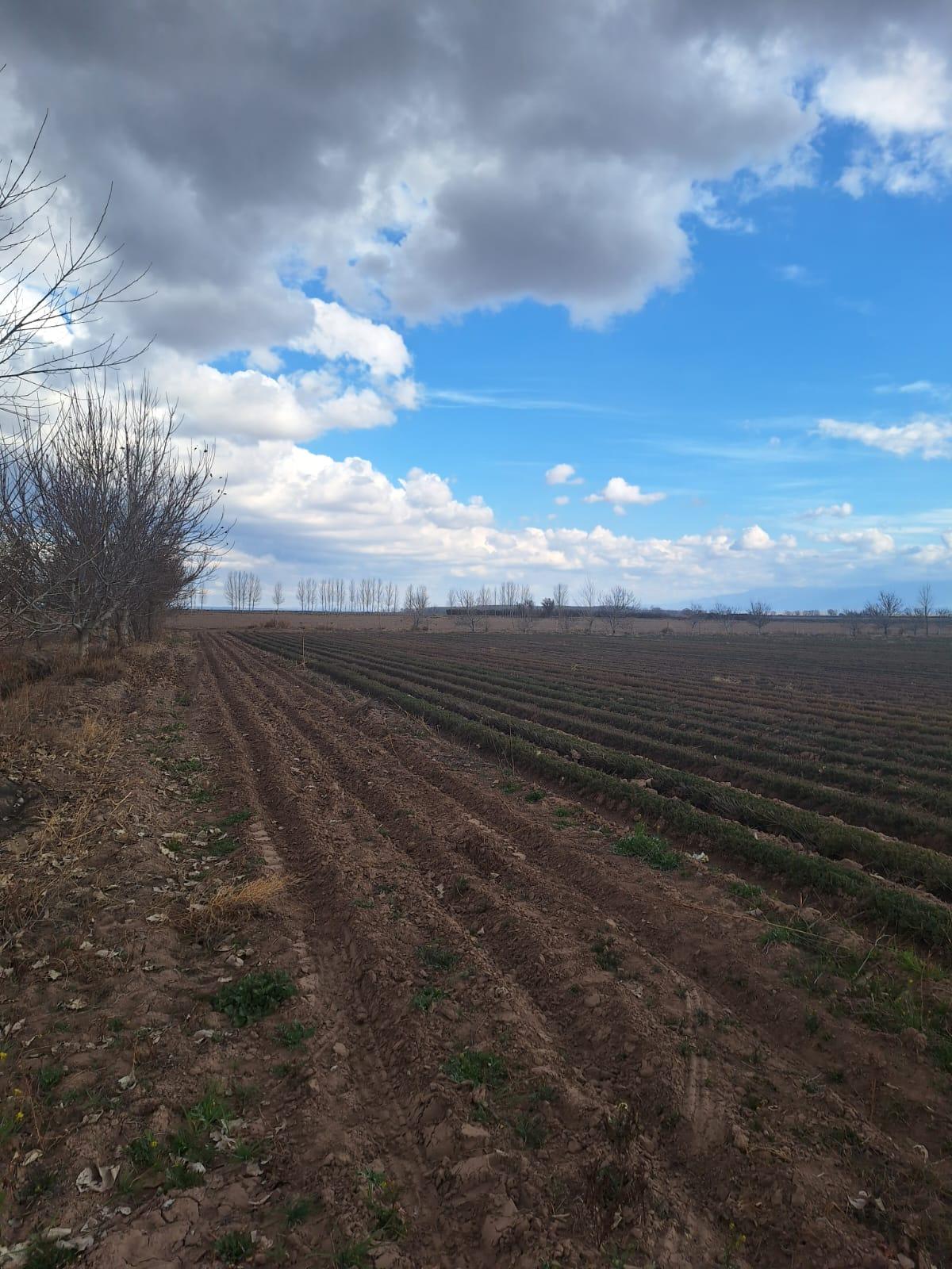 Finca en Venta en San Carlos, Mendoza