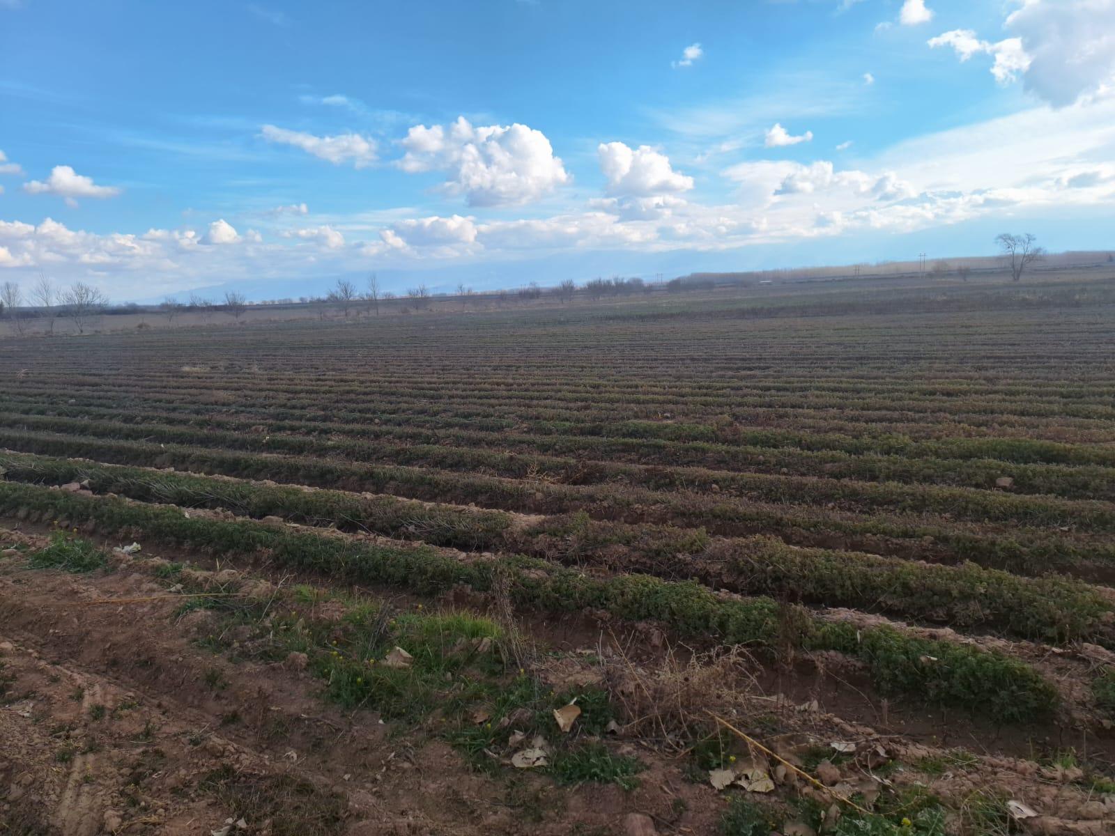 Finca en Venta en San Carlos, Mendoza