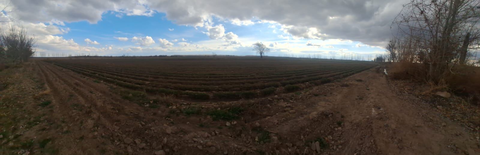 Finca en Venta en San Carlos, Mendoza