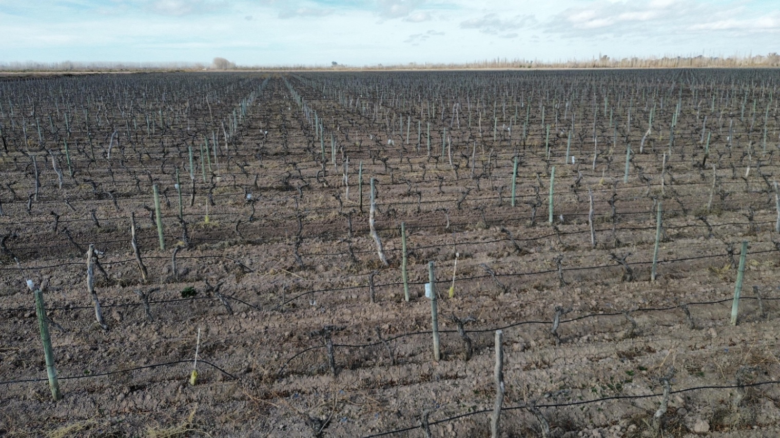 Finca en Venta en Lavalle, Mendoza