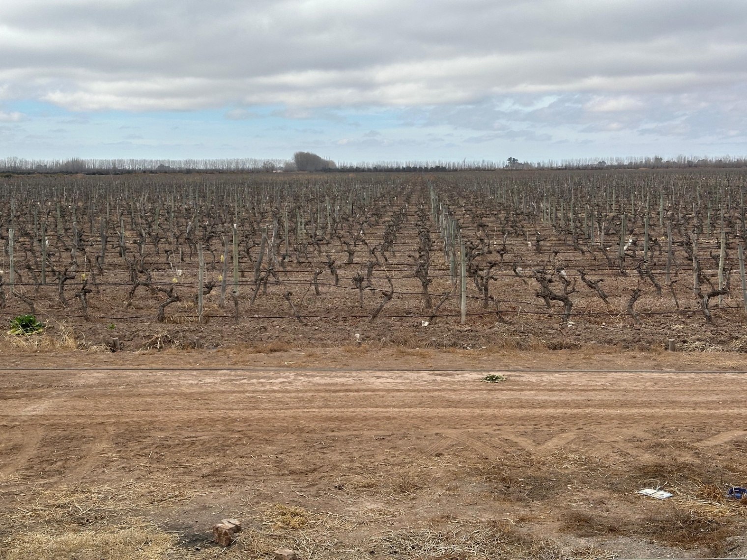 Finca en Venta en Lavalle, Mendoza