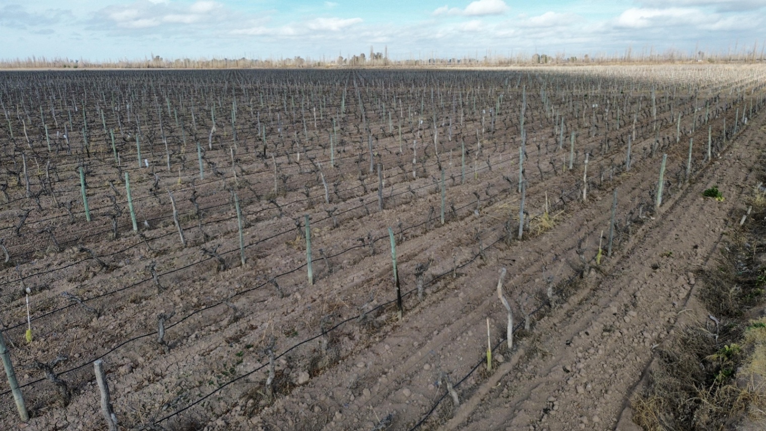 Finca en Venta en Lavalle, Mendoza