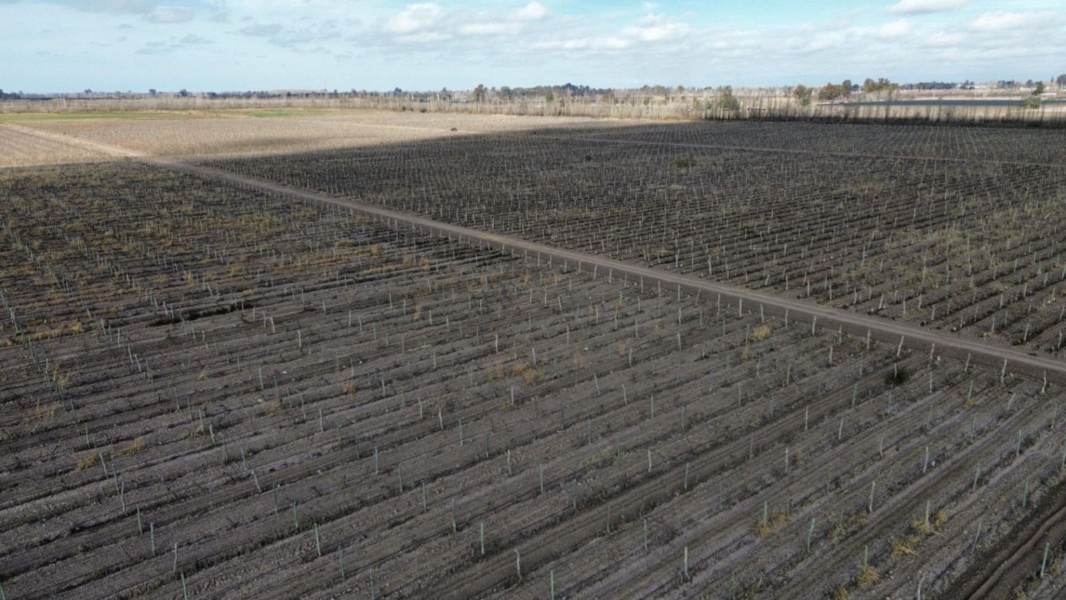 Finca en Venta en Lavalle, Mendoza