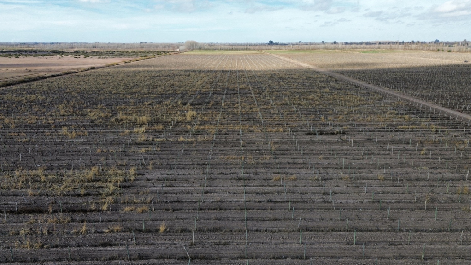 Finca en Venta en Lavalle, Mendoza