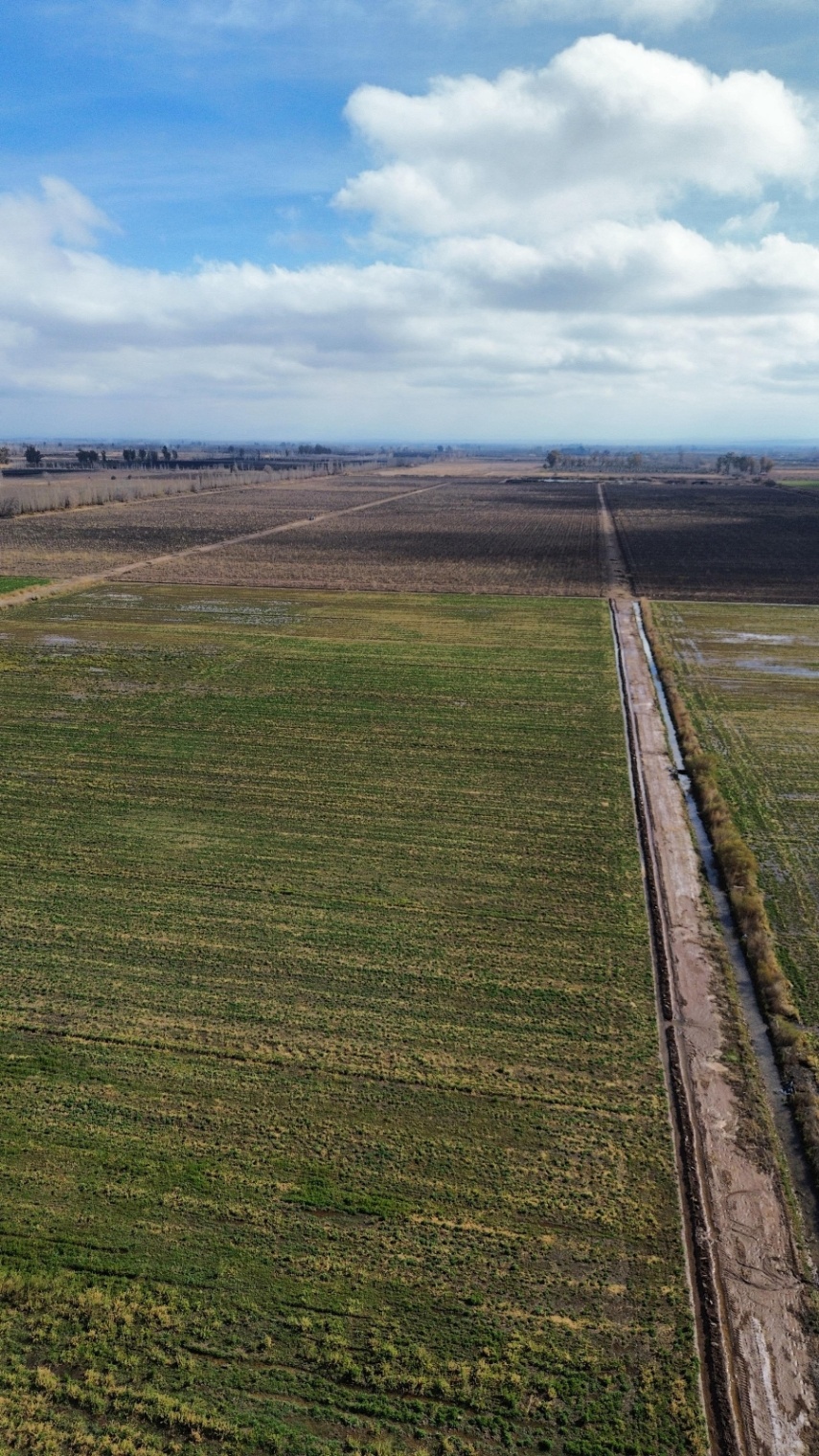 Finca en Venta en Lavalle, Mendoza