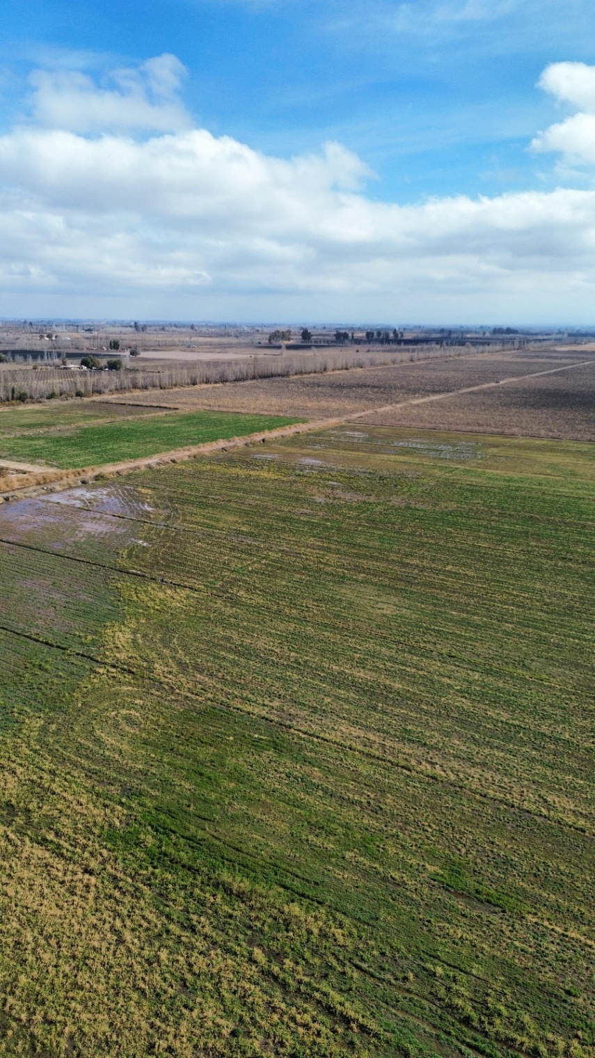 Finca en Venta en Lavalle, Mendoza