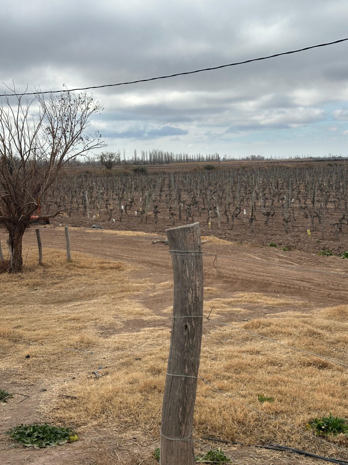 Finca en Venta en Lavalle, Mendoza