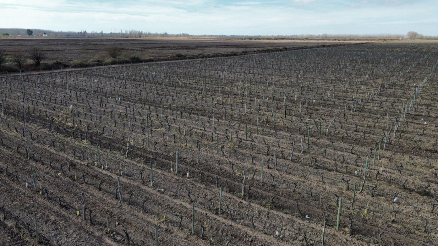 Finca en Venta en Lavalle, Mendoza