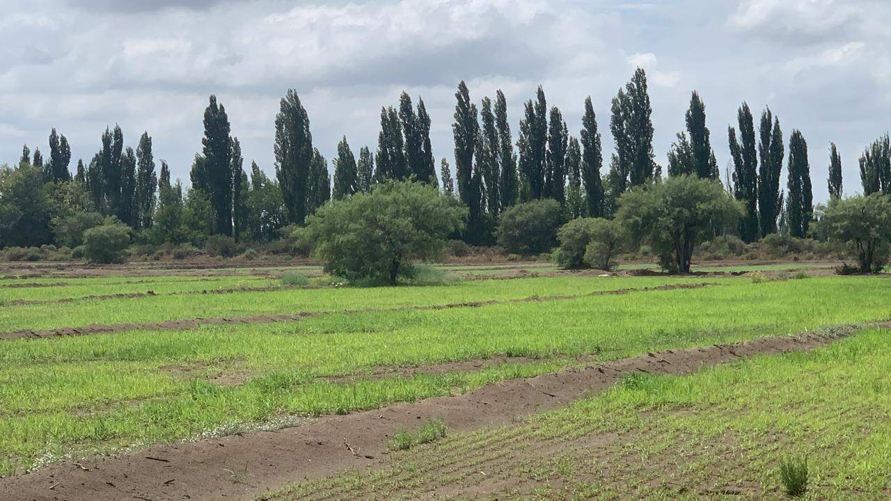 Finca en Venta en San Rafael, Mendoza