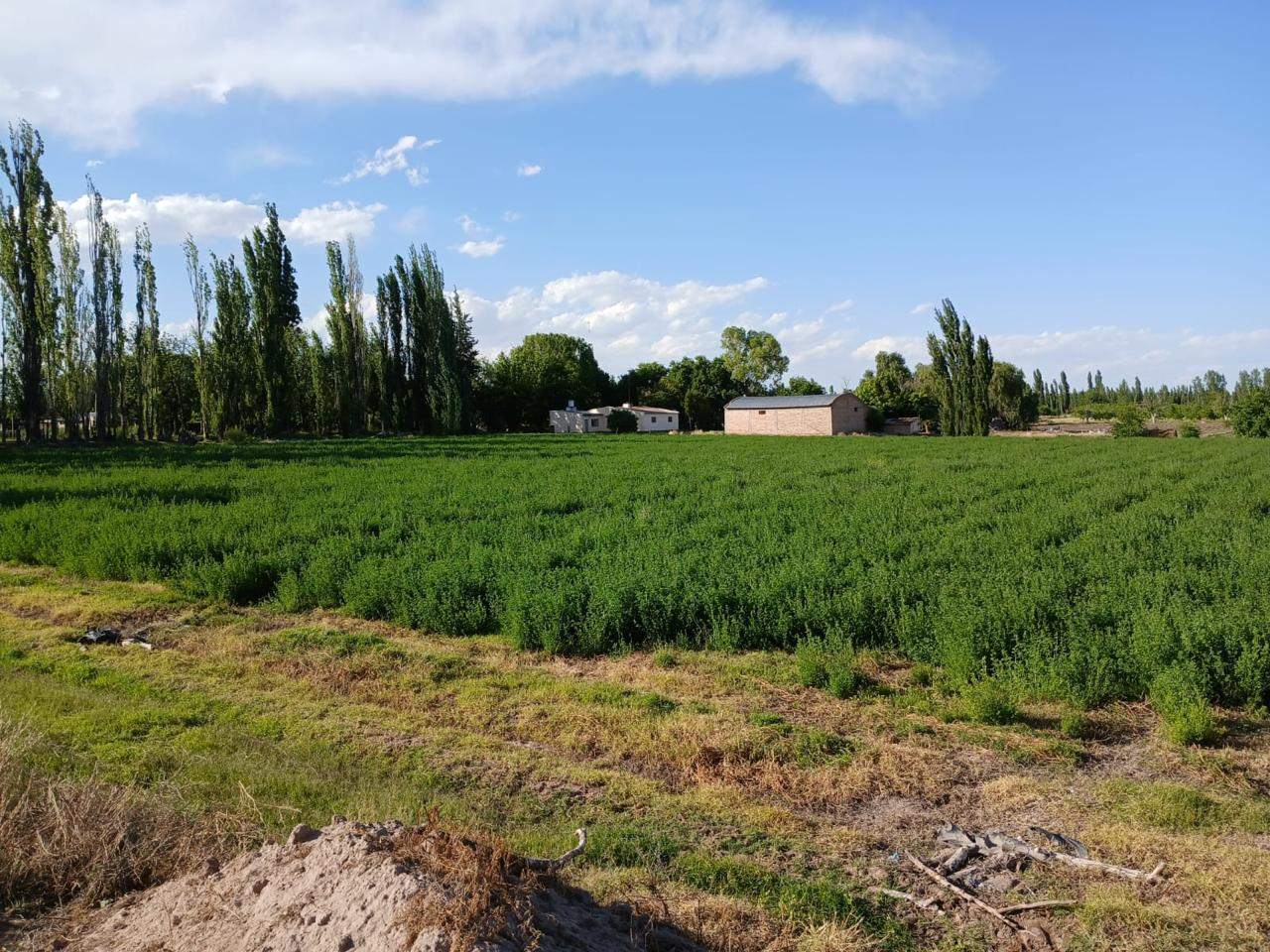 Finca en Venta en San Rafael, Mendoza
