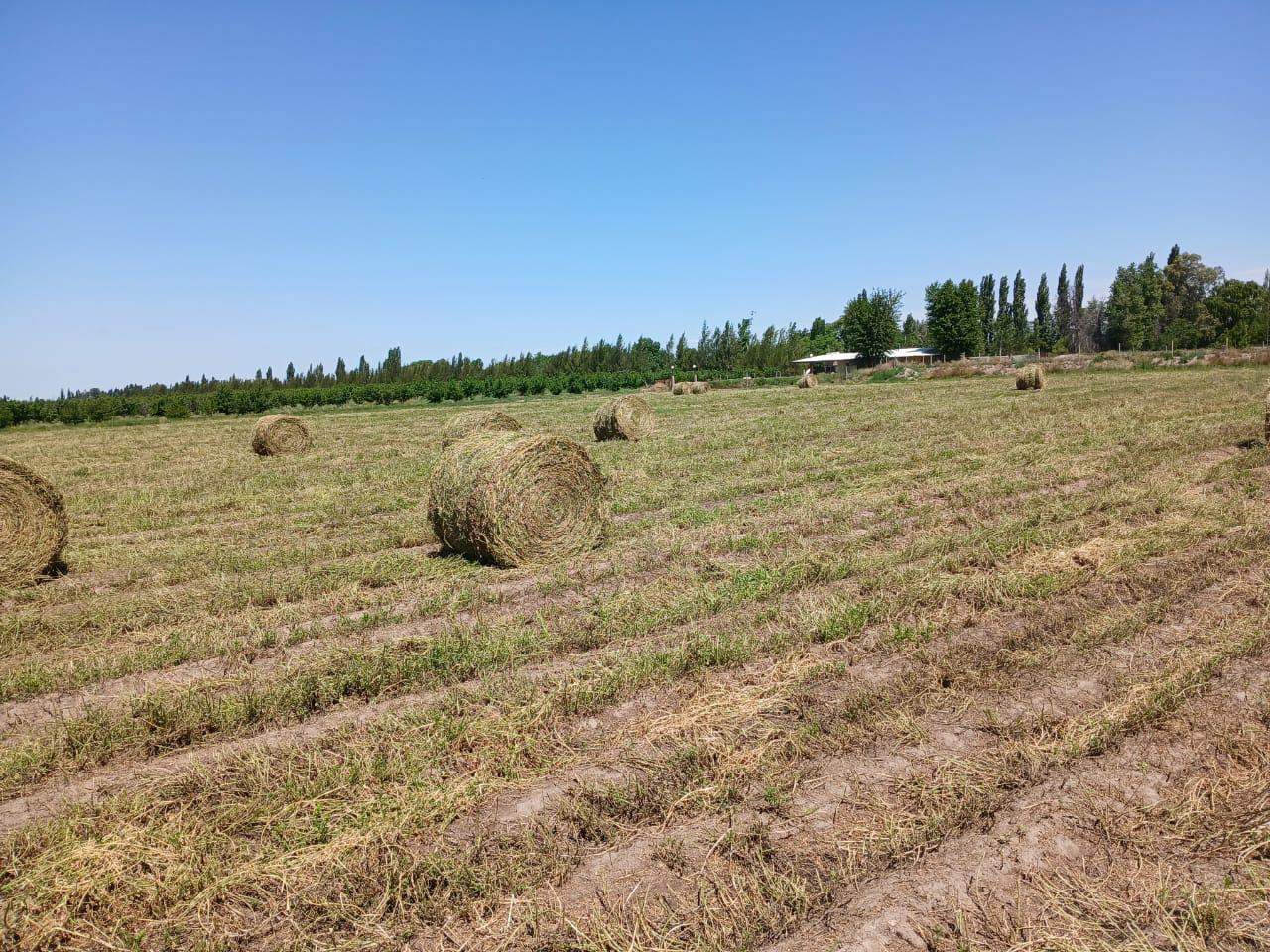 Finca en Venta en San Rafael, Mendoza