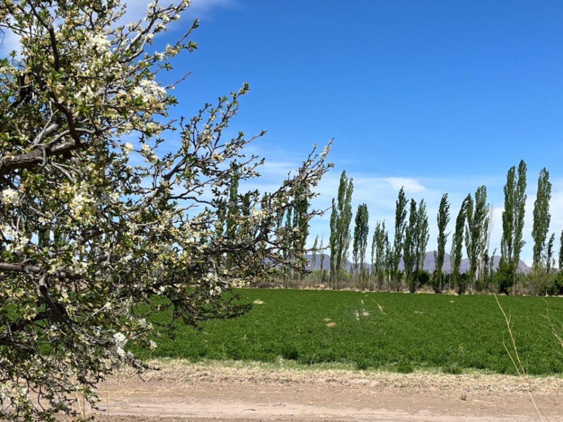 Finca en Venta en San Rafael, Mendoza