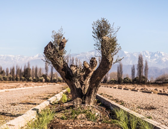 Terreno en Venta en Lujan de Cuyo, Mendoza