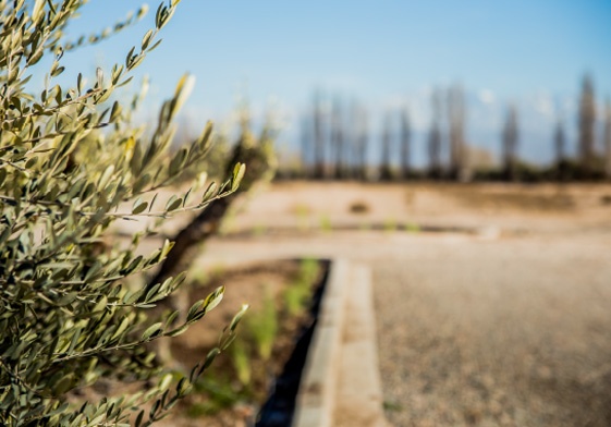 Terreno en Venta en Lujan de Cuyo, Mendoza