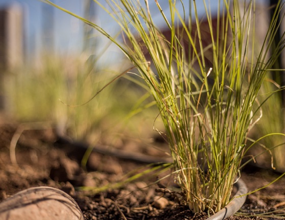 Terreno en Venta en Lujan de Cuyo, Mendoza