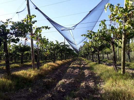 Finca en Venta en San Rafael, Mendoza