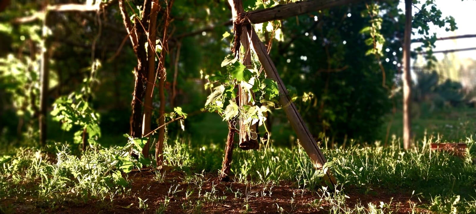 Finca en Venta en San Rafael, Mendoza