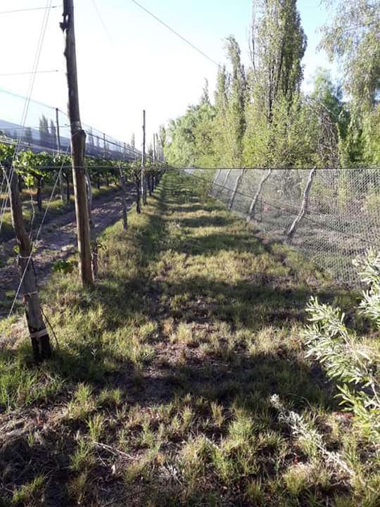 Finca en Venta en San Rafael, Mendoza