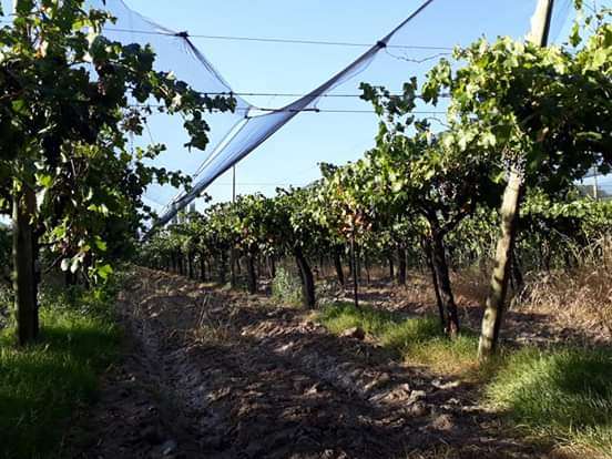 Finca en Venta en San Rafael, Mendoza