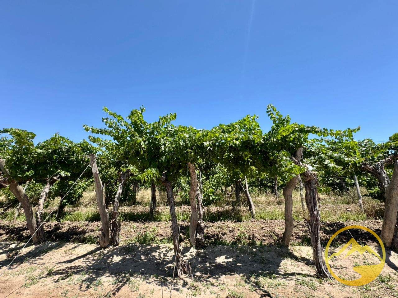 Terreno en Venta en San Martin, Mendoza
