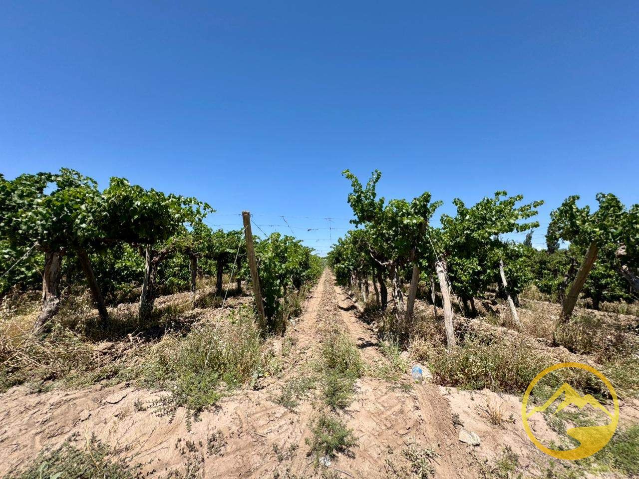 Terreno en Venta en San Martin, Mendoza