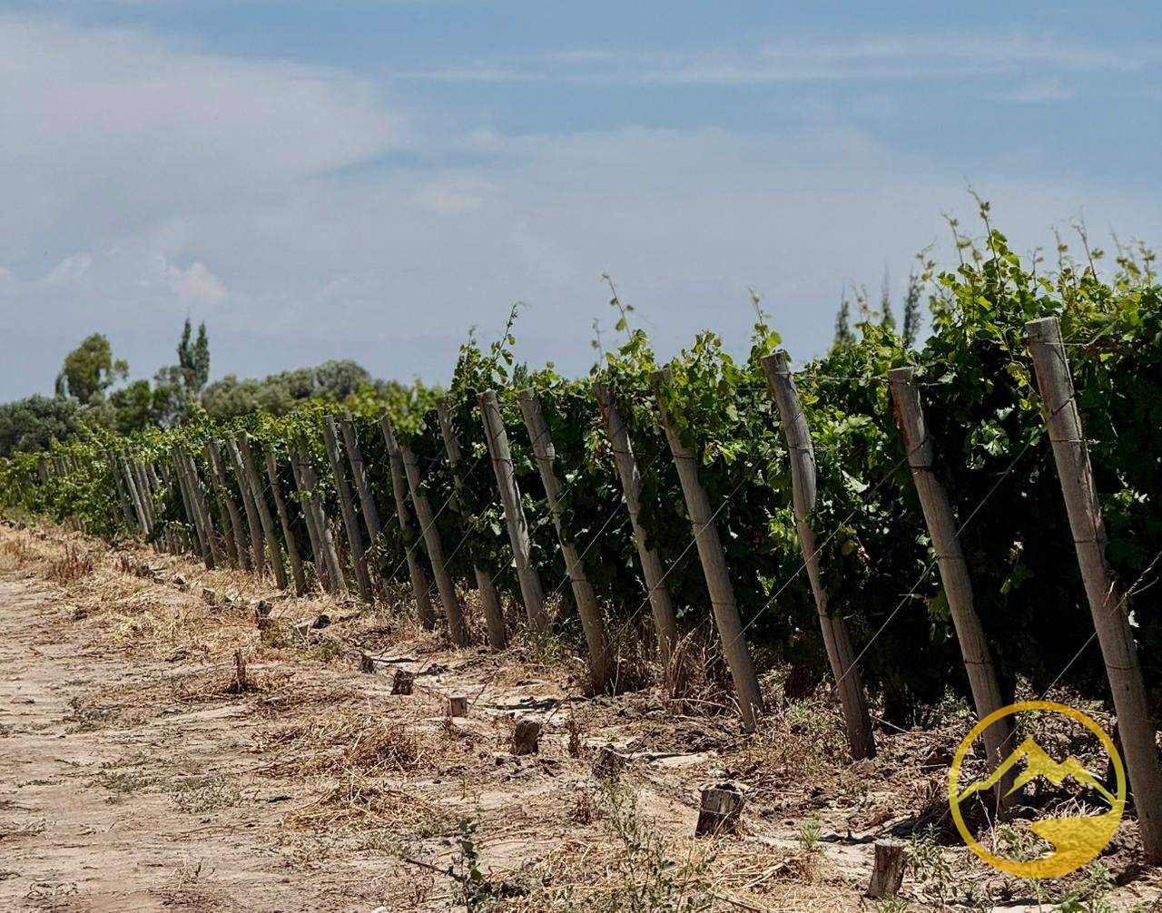Terreno en Venta en San Martin, Mendoza