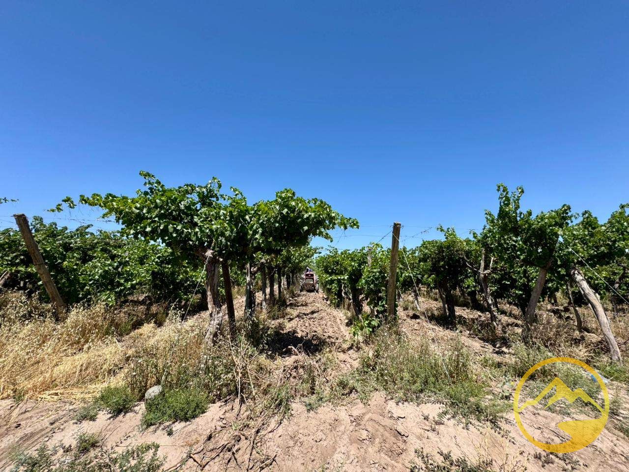 Terreno en Venta en San Martin, Mendoza