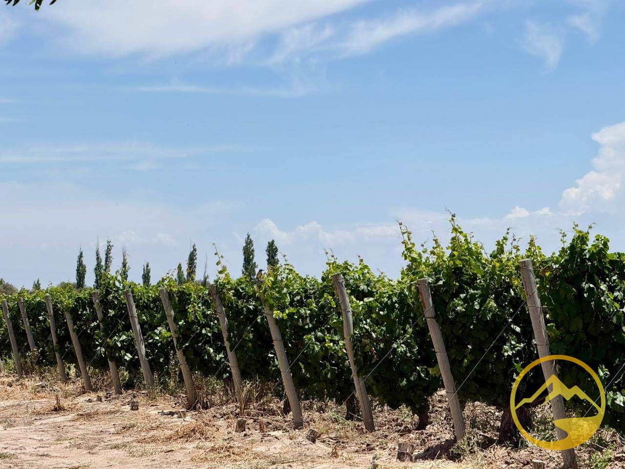 Finca en Venta en San Martin, Mendoza