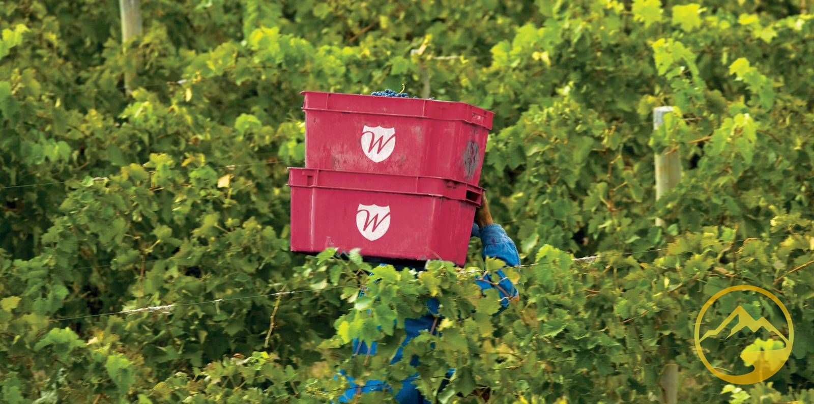 Terreno en Venta en Tupungato, Mendoza