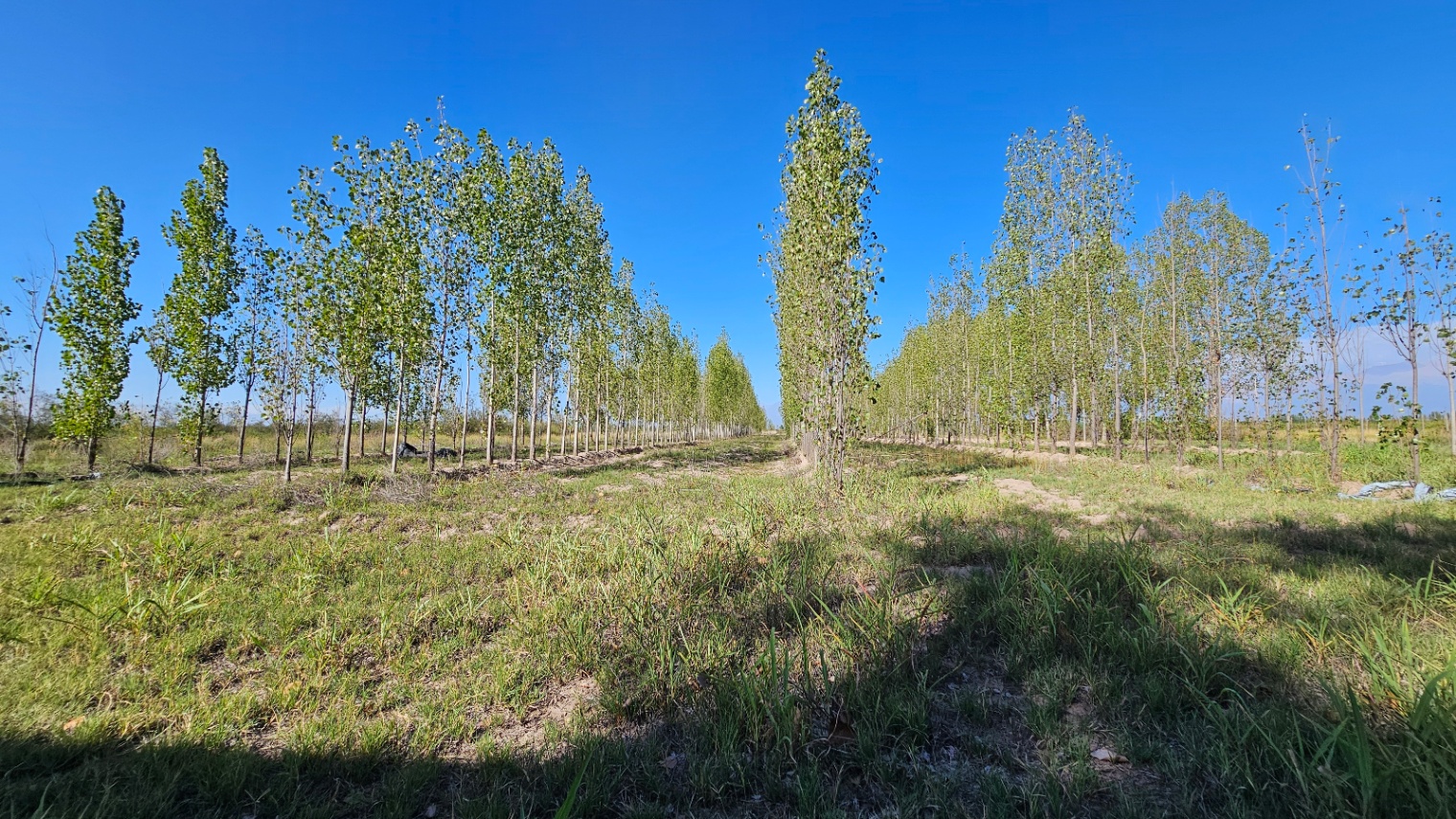 Finca en Venta en Tunuyan, Mendoza