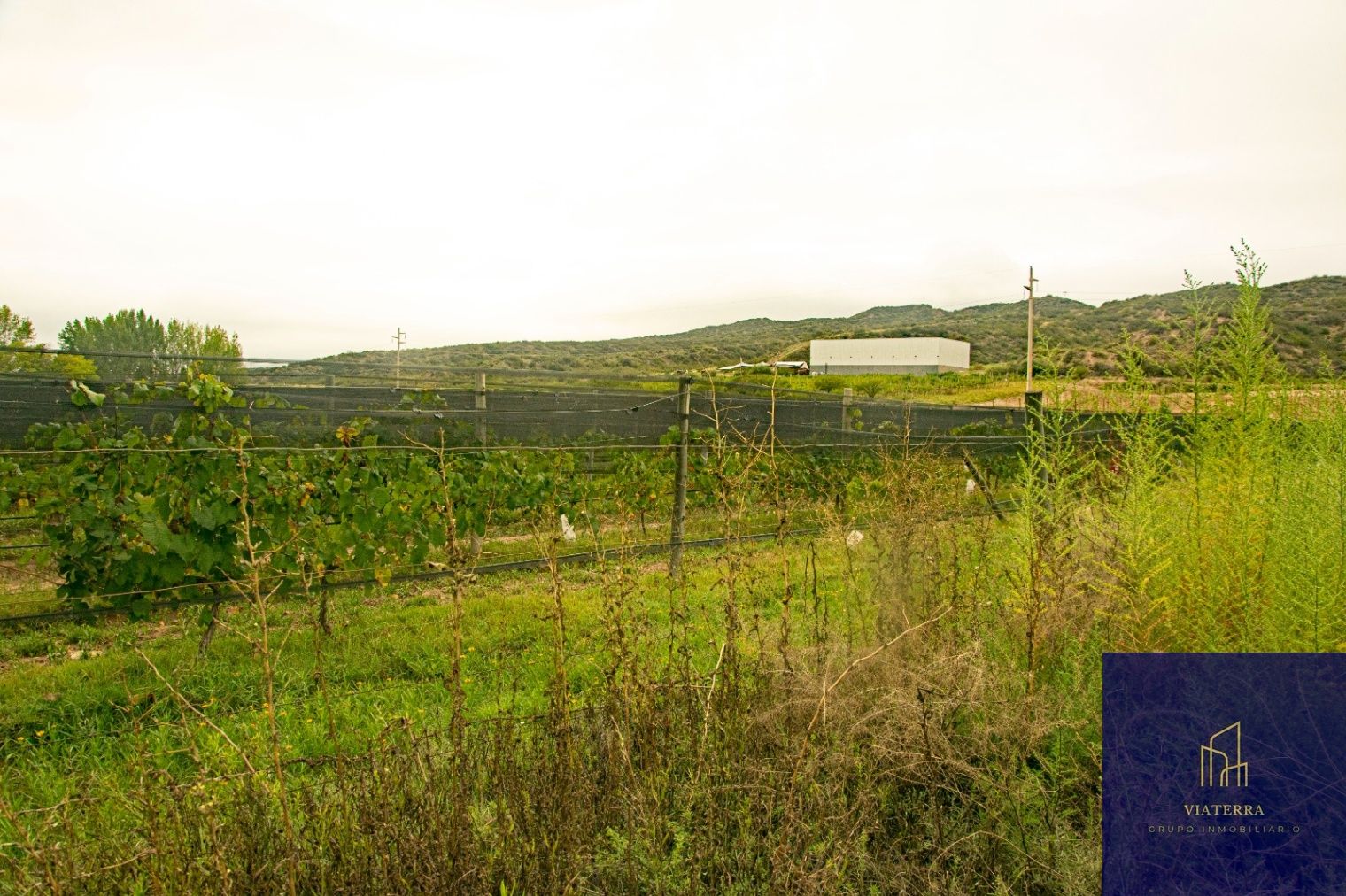 Terreno en Venta en Lujan de Cuyo, Mendoza