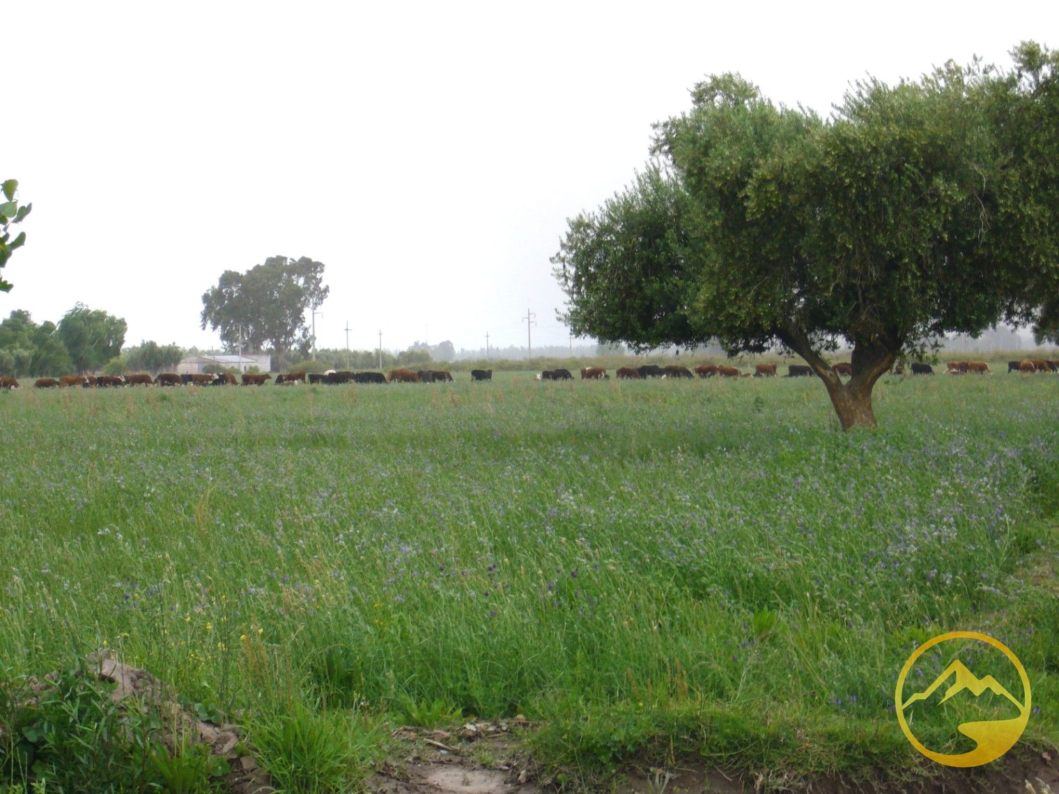 Finca en Venta en San Rafael, Mendoza