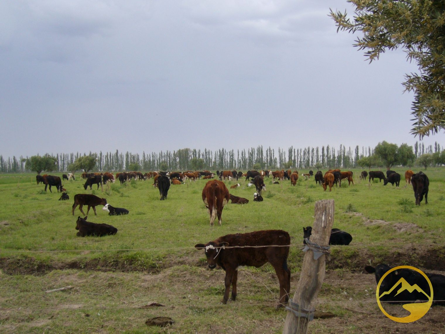Finca en Venta en San Rafael, Mendoza