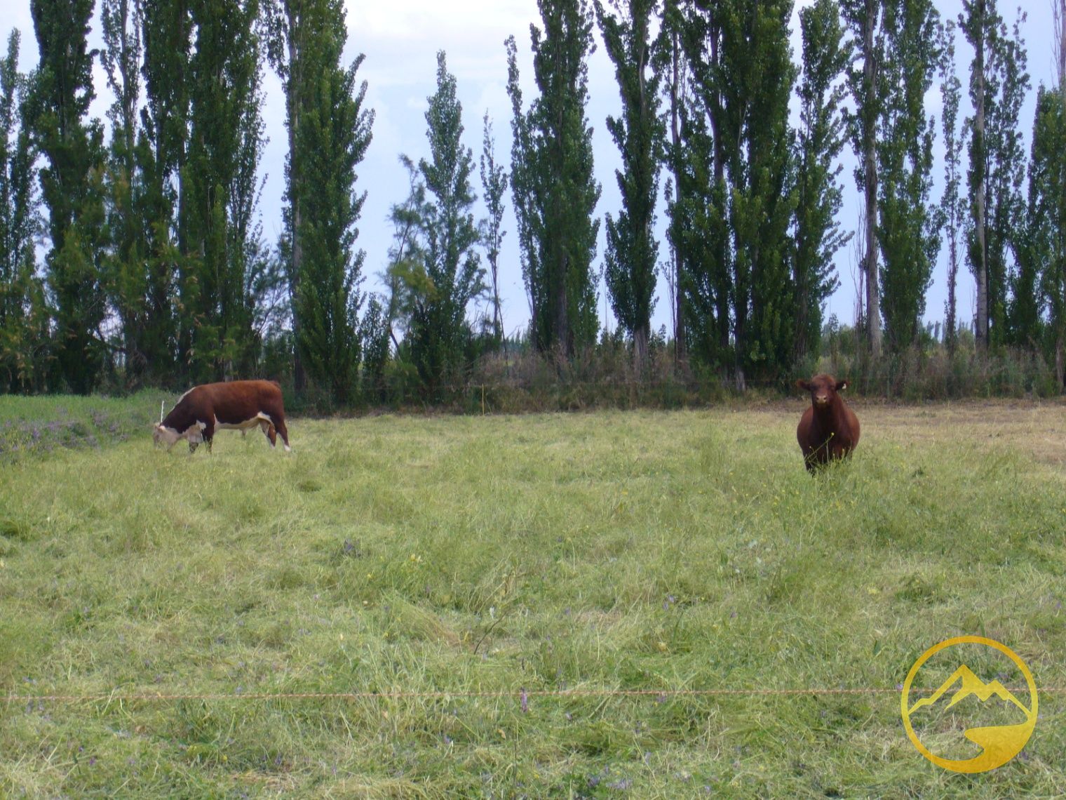 Finca en Venta en San Rafael, Mendoza