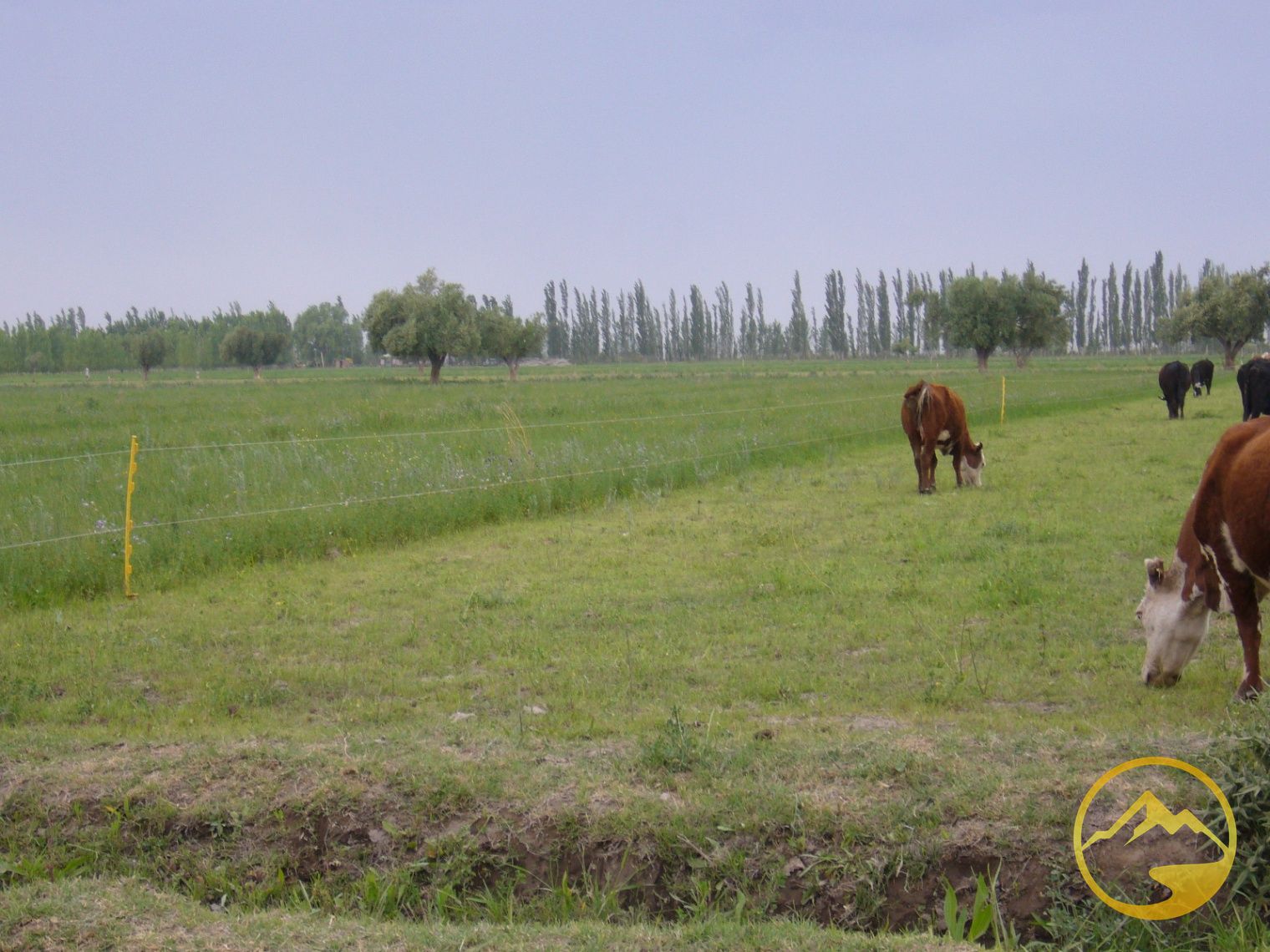 Finca en Venta en San Rafael, Mendoza