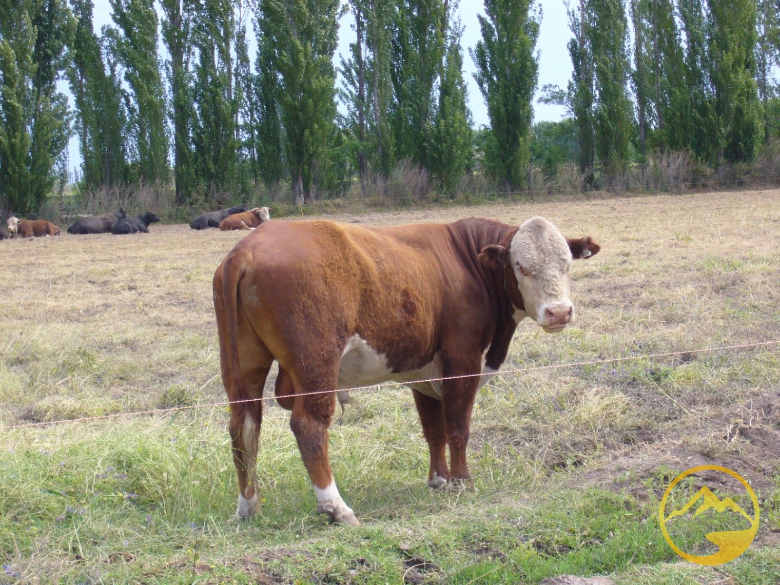 Finca en Venta en San Rafael, Mendoza