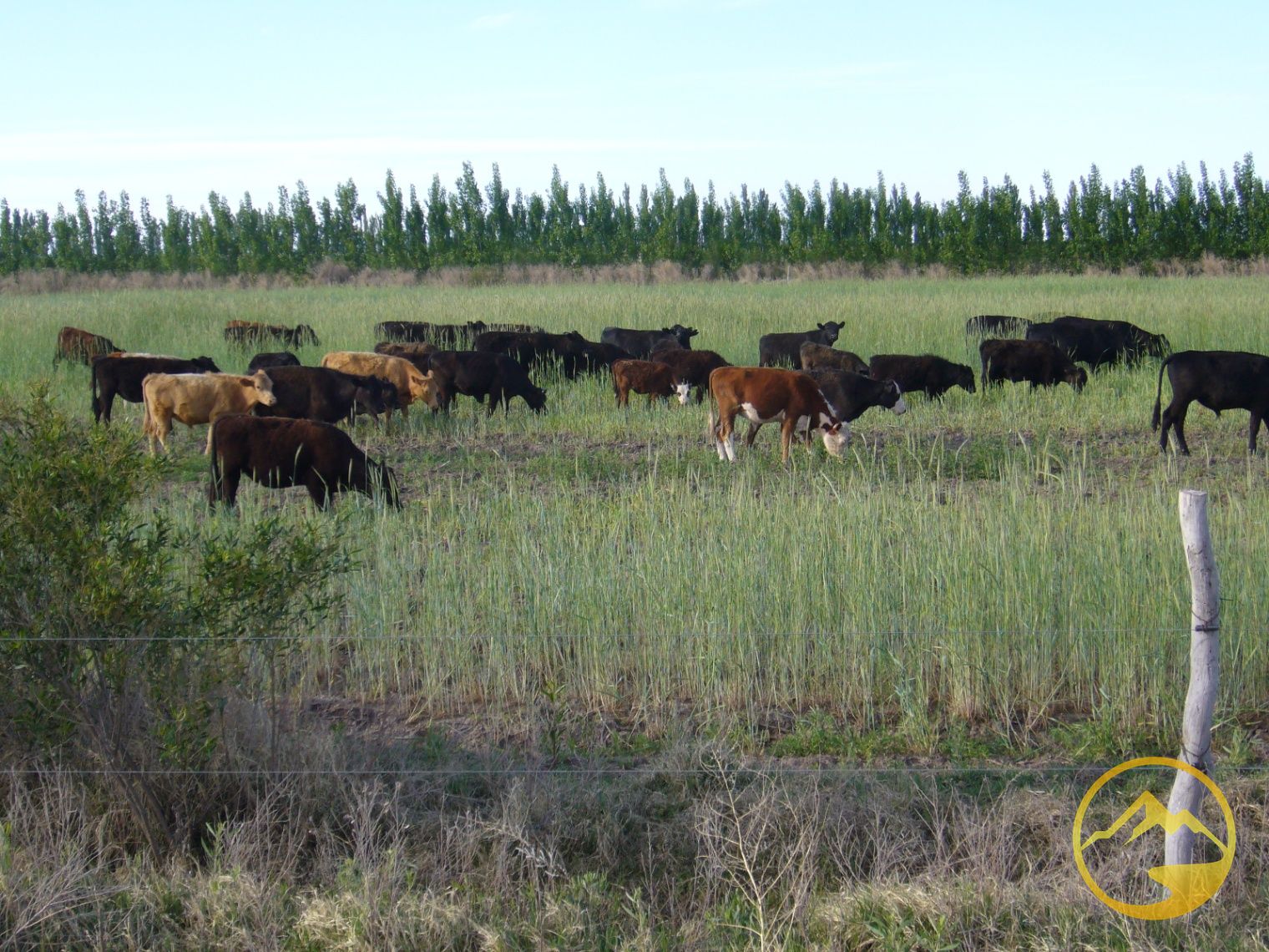 Finca en Venta en San Rafael, Mendoza