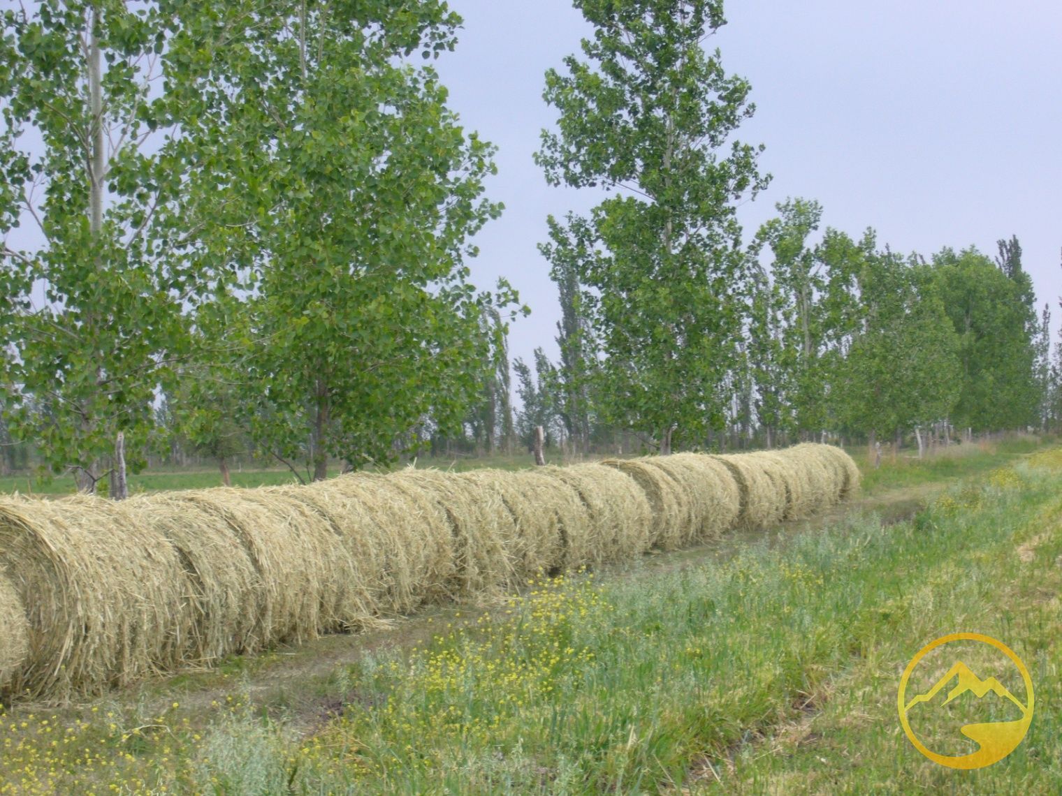 Finca en Venta en San Rafael, Mendoza