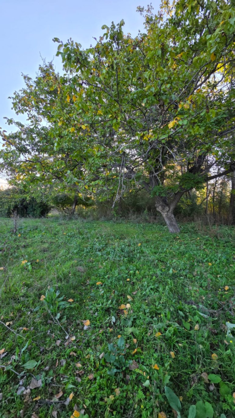 Finca en Venta en Tunuyan, Mendoza