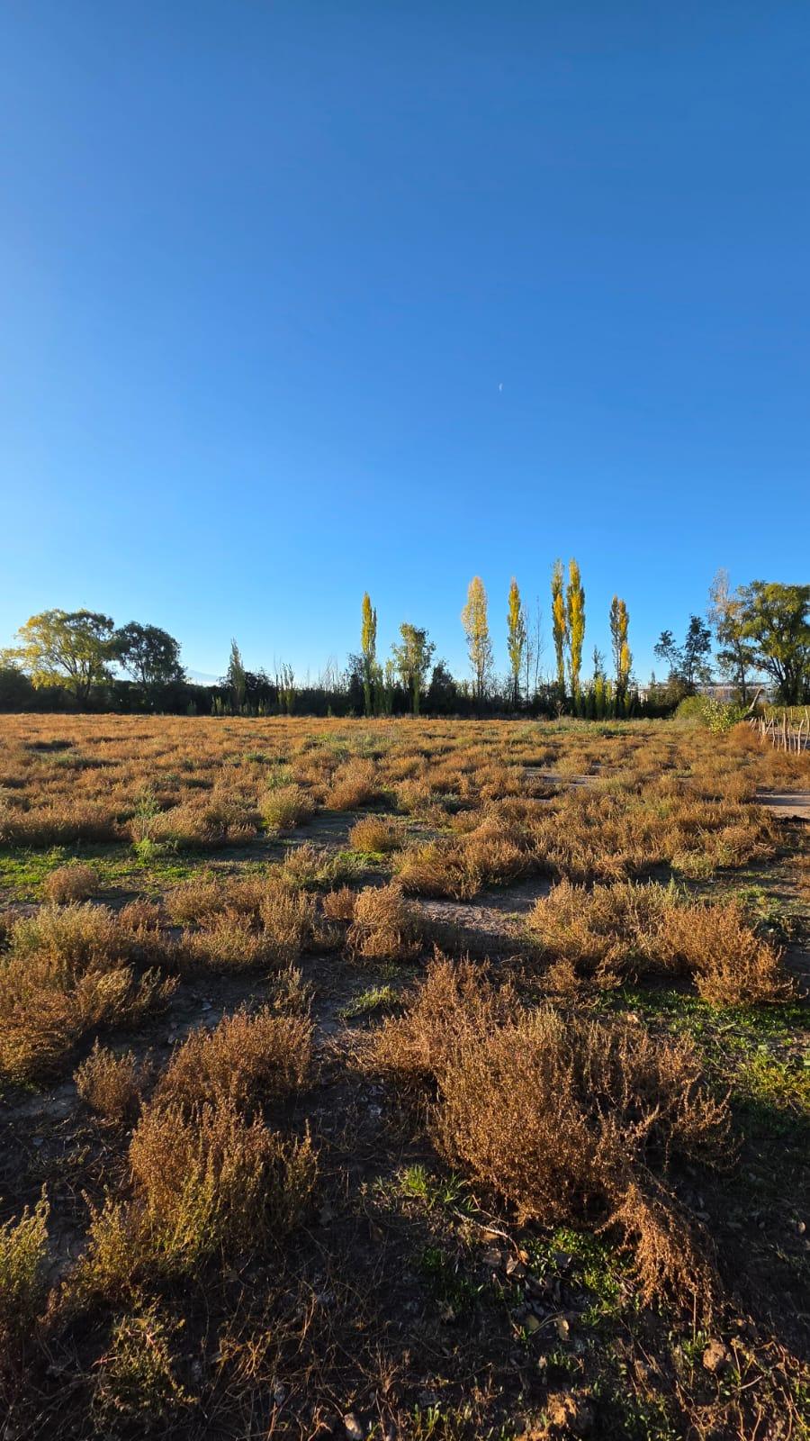 Finca en Venta en Tunuyan, Mendoza