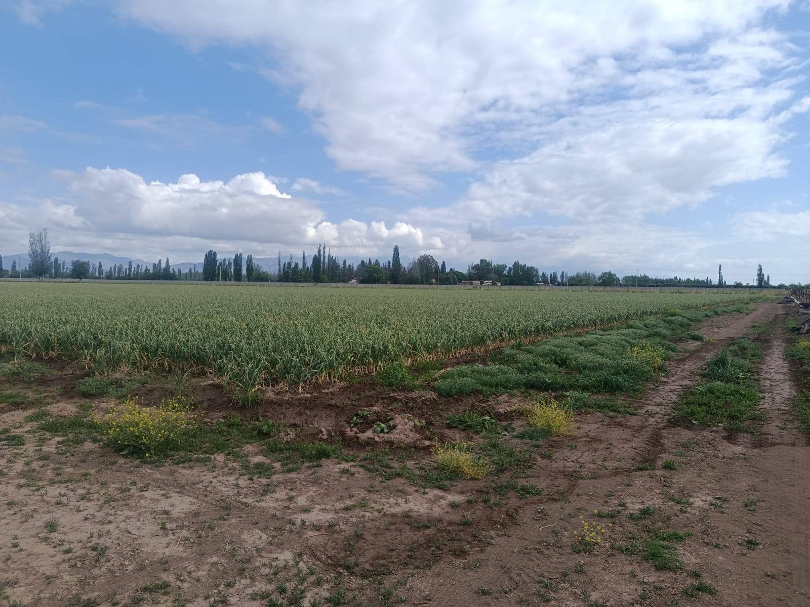 Finca en Venta en Lujan de Cuyo, Mendoza