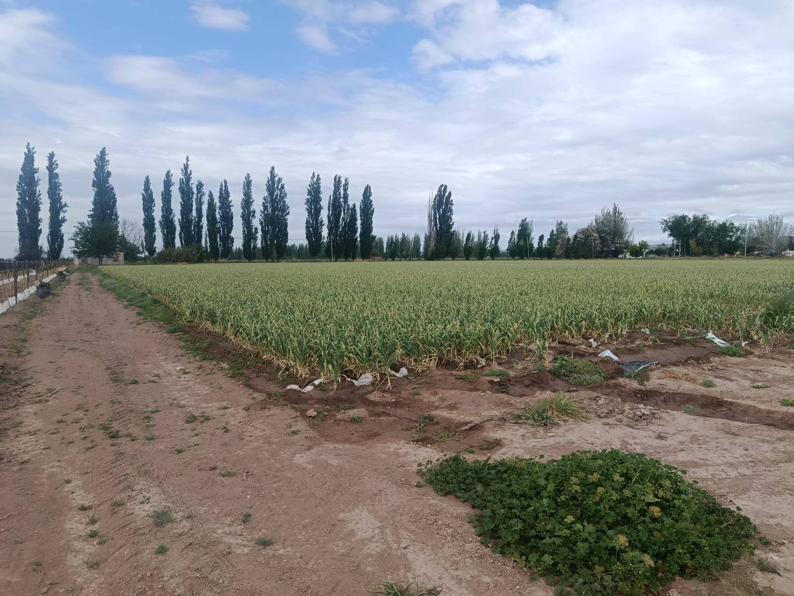 Finca en Venta en Lujan de Cuyo, Mendoza