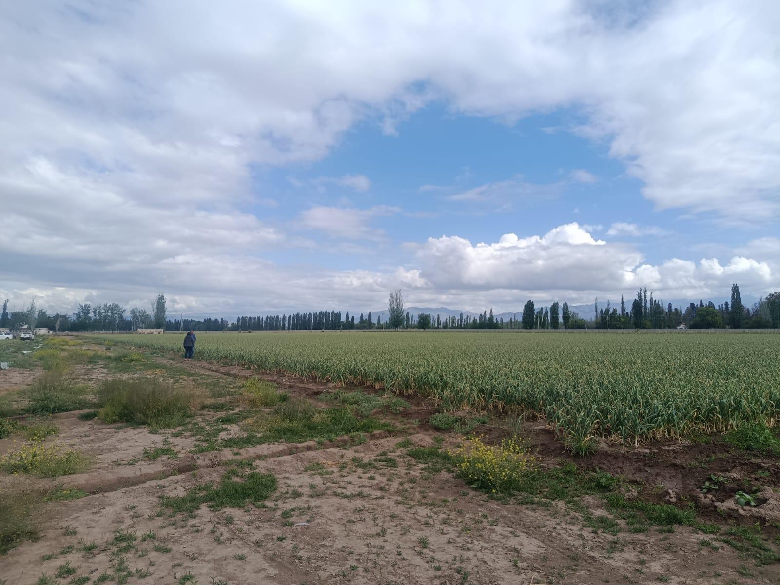 Finca en Venta en Lujan de Cuyo, Mendoza
