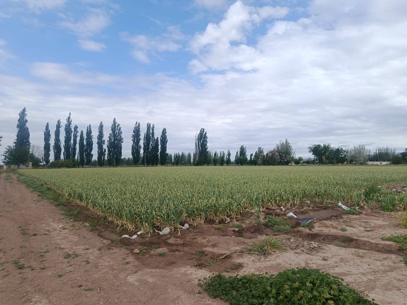 Finca en Venta en Lujan de Cuyo, Mendoza