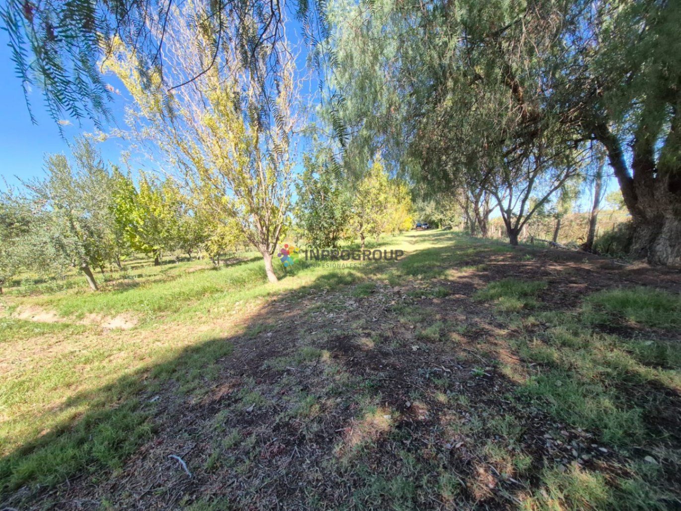 Finca en Venta en Maipu, Mendoza
