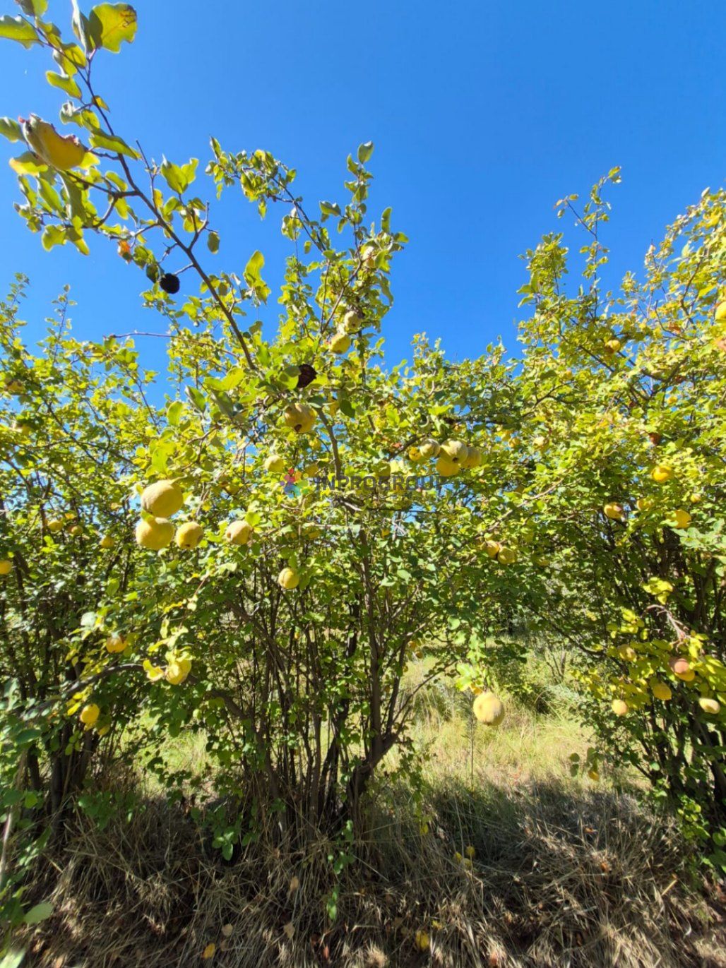 Finca en Venta en Maipu, Mendoza