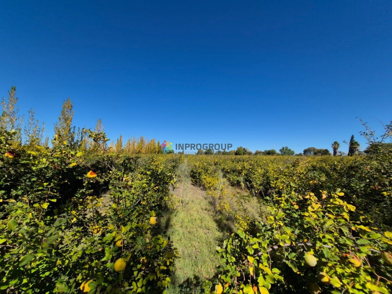 Finca en Venta en Maipu, Mendoza