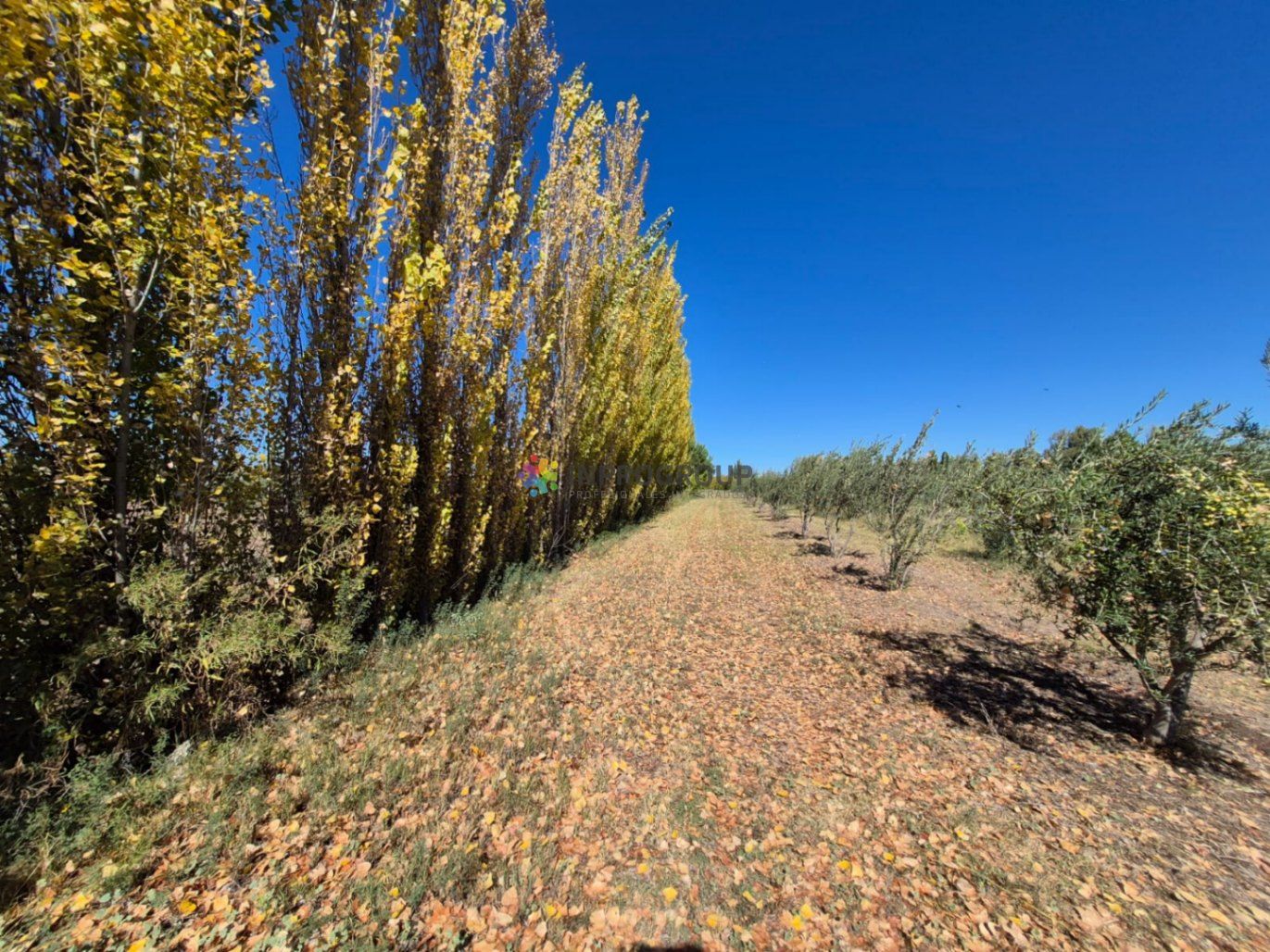 Finca en Venta en Maipu, Mendoza